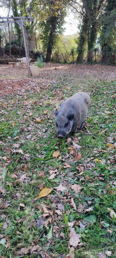 Homestay Git'an Perigord Roulotte Bella