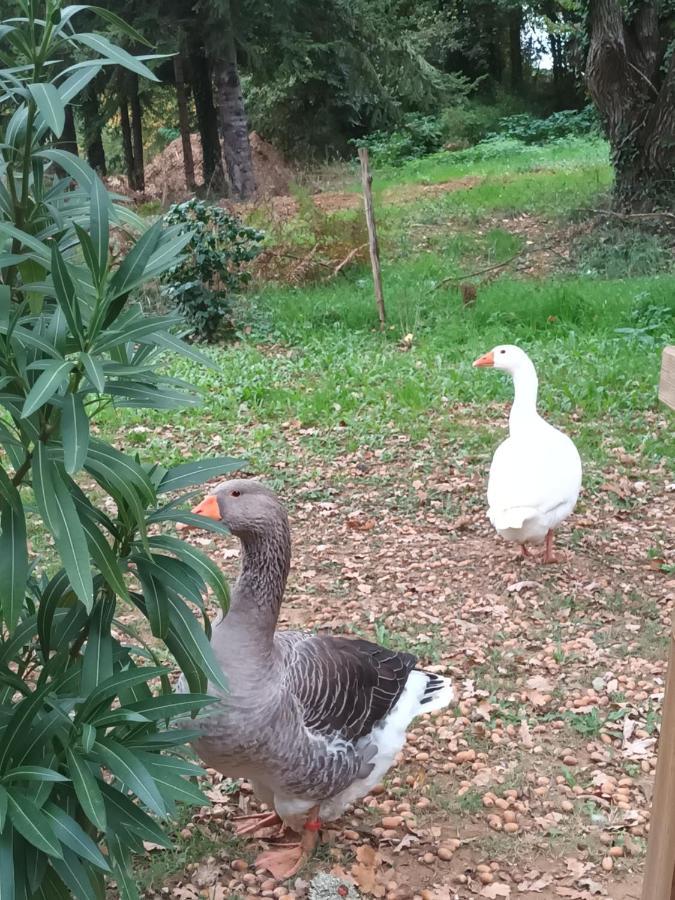 Homestay Git'an Perigord Roulotte Bella Grolejac