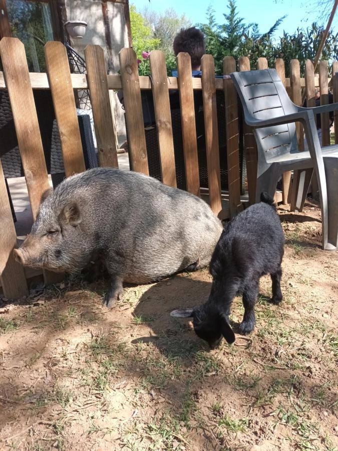 Homestay Git'an Perigord Roulotte Bella Grolejac